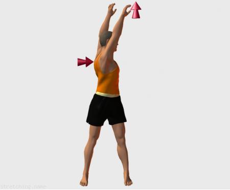 Tabella di allenamento di stretching (guida degli esercizi) consigliati per:  arti marziali,  baseball,  softbol,  kitesurf,  rilassamento della schiena,  intercostali.